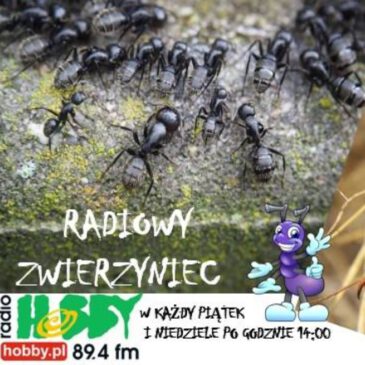Rozmowy na temat mrówek w radiowym zwierzyńcu