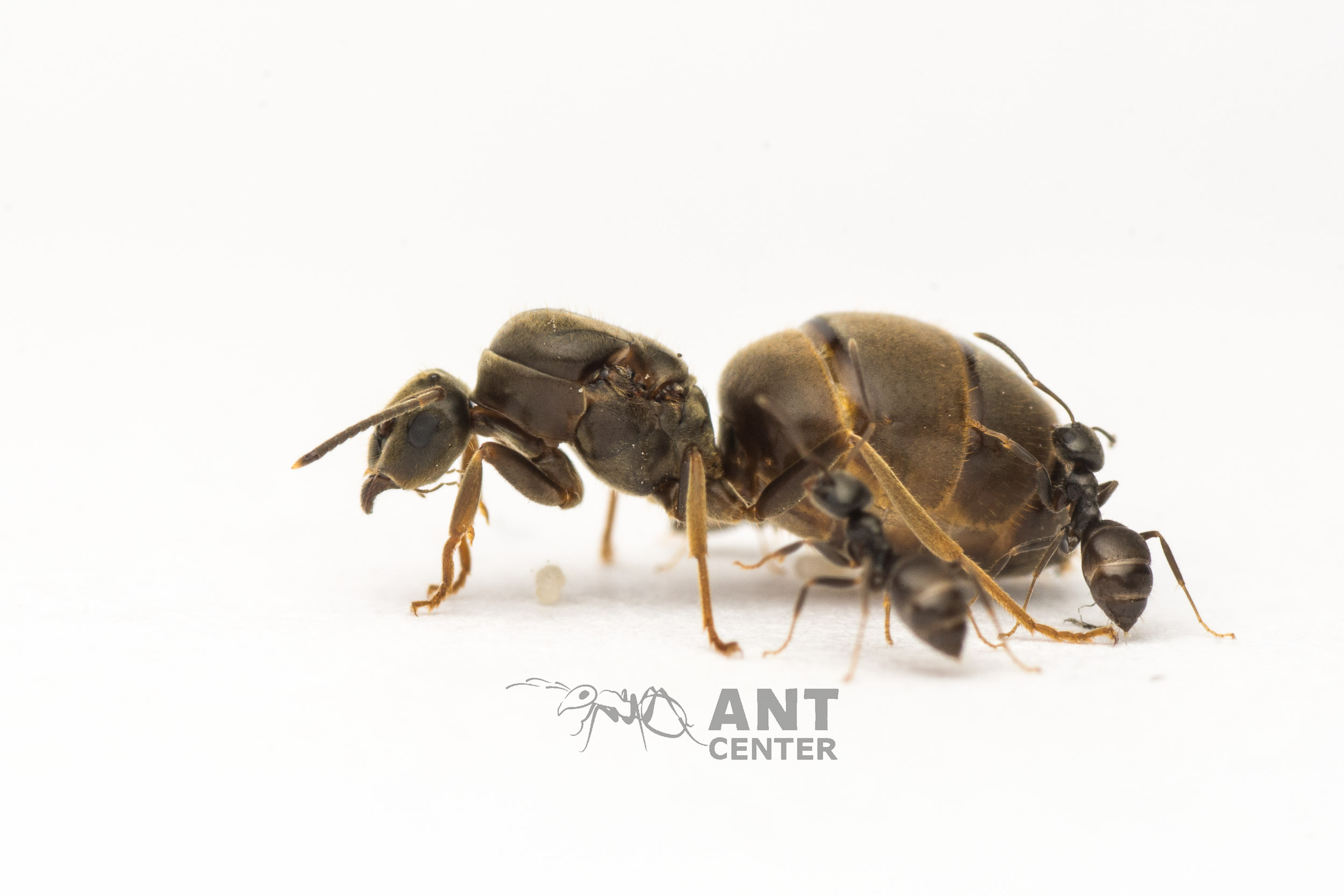 Twoje pierwsze mrówki- Lasius niger