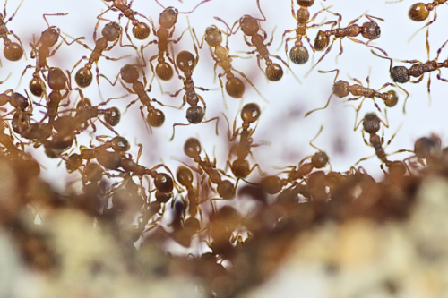 Mrówki Myrmica