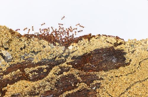 Mrówki Myrmica